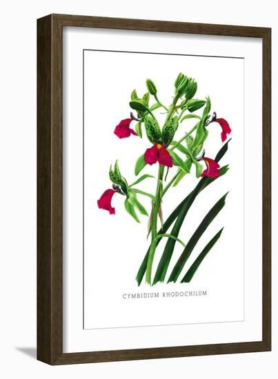 Cymbidium Rhodochilum-H.g. Moon-Framed Art Print