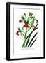 Cymbidium Rhodochilum-H.g. Moon-Framed Art Print