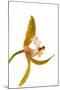 Cymbidium Tracyanum 2-Fabio Petroni-Mounted Premium Photographic Print