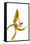 Cymbidium Tracyanum 2-Fabio Petroni-Framed Stretched Canvas