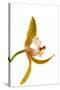 Cymbidium Tracyanum 2-Fabio Petroni-Stretched Canvas