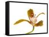 Cymbidium Tracyanum1-Fabio Petroni-Framed Stretched Canvas