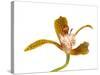 Cymbidium Tracyanum1-Fabio Petroni-Stretched Canvas