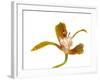 Cymbidium Tracyanum1-Fabio Petroni-Framed Photographic Print