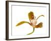 Cymbidium Tracyanum1-Fabio Petroni-Framed Photographic Print