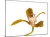 Cymbidium Tracyanum1-Fabio Petroni-Mounted Photographic Print