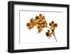 Cymbidium Tracyanum-Fabio Petroni-Framed Photographic Print