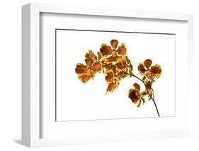 Cymbidium Tracyanum-Fabio Petroni-Framed Photographic Print