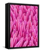 Cymbidum Orchid Petal-Micro Discovery-Framed Stretched Canvas