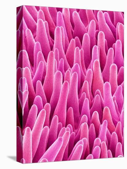 Cymbidum Orchid Petal-Micro Discovery-Stretched Canvas