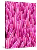 Cymbidum Orchid Petal-Micro Discovery-Stretched Canvas