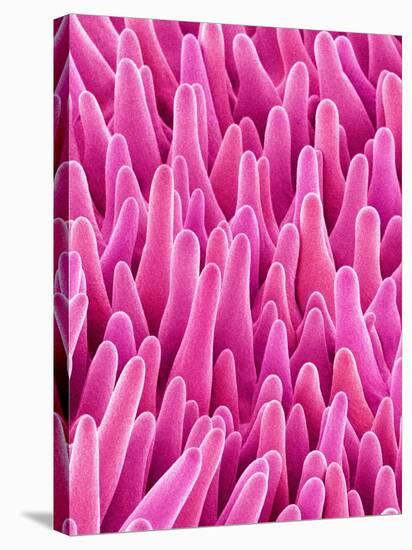 Cymbidum Orchid Petal-Micro Discovery-Stretched Canvas