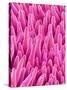 Cymbidum Orchid Petal-Micro Discovery-Stretched Canvas