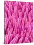 Cymbidum Orchid Petal-Micro Discovery-Stretched Canvas