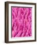 Cymbidum Orchid Petal-Micro Discovery-Framed Premium Photographic Print