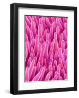 Cymbidum Orchid Petal-Micro Discovery-Framed Premium Photographic Print