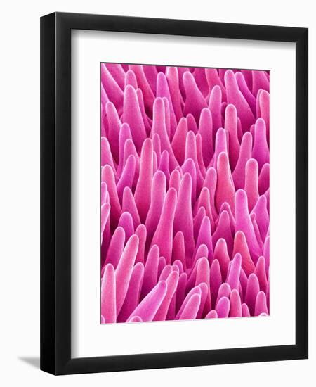 Cymbidum Orchid Petal-Micro Discovery-Framed Premium Photographic Print