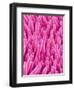 Cymbidum Orchid Petal-Micro Discovery-Framed Premium Photographic Print