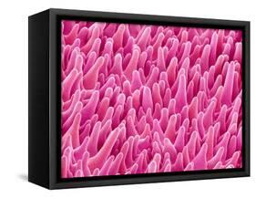 Cymbidum Orchid Petal-Micro Discovery-Framed Stretched Canvas