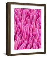 Cymbidum Orchid Petal-Micro Discovery-Framed Photographic Print