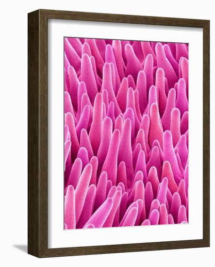 Cymbidum Orchid Petal-Micro Discovery-Framed Photographic Print