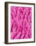 Cymbidum Orchid Petal-Micro Discovery-Framed Photographic Print