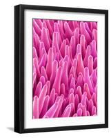 Cymbidum Orchid Petal-Micro Discovery-Framed Photographic Print