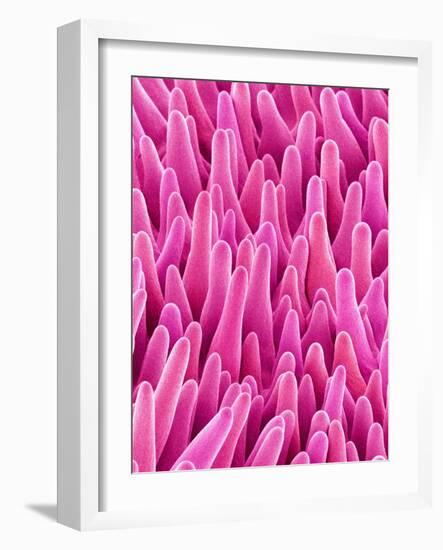 Cymbidum Orchid Petal-Micro Discovery-Framed Photographic Print