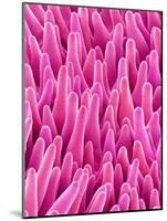 Cymbidum Orchid Petal-Micro Discovery-Mounted Photographic Print