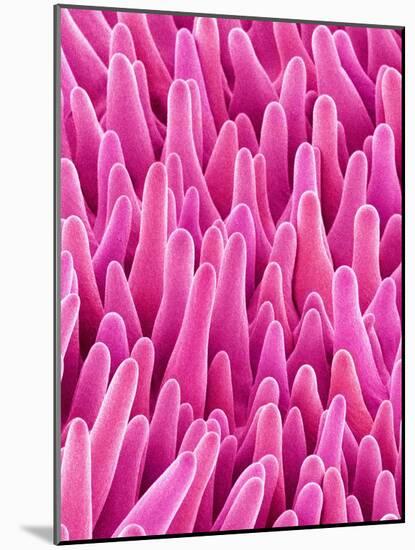 Cymbidum Orchid Petal-Micro Discovery-Mounted Photographic Print