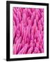 Cymbidum Orchid Petal-Micro Discovery-Framed Photographic Print