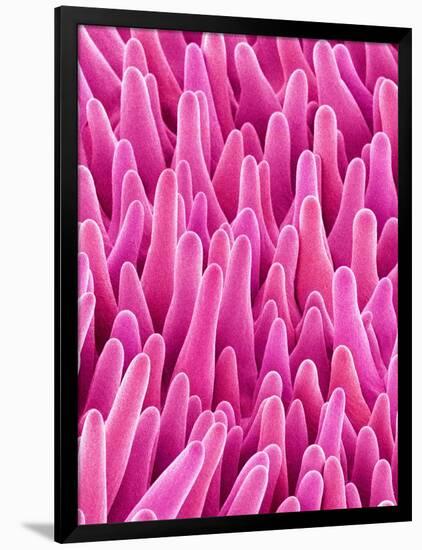 Cymbidum Orchid Petal-Micro Discovery-Framed Photographic Print