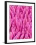 Cymbidum Orchid Petal-Micro Discovery-Framed Photographic Print