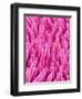 Cymbidum Orchid Petal-Micro Discovery-Framed Photographic Print