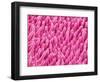 Cymbidum Orchid Petal-Micro Discovery-Framed Photographic Print