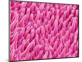 Cymbidum Orchid Petal-Micro Discovery-Mounted Photographic Print