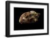 Cymbiola Aulica Cathcartiae-Paul Starosta-Framed Photographic Print