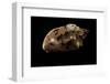 Cymbiola Aulica Cathcartiae-Paul Starosta-Framed Photographic Print