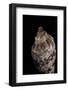 Cymbiola Nivosa-Paul Starosta-Framed Photographic Print