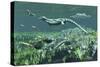 Cymbospondylus, a Very Large and Early Triassic Ichthyosaur-Stocktrek Images-Stretched Canvas