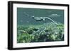 Cymbospondylus, a Very Large and Early Triassic Ichthyosaur-Stocktrek Images-Framed Premium Giclee Print