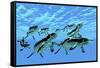 Cymbospondylus Ichthyosaurs Swim Together in a Pod Searching for Prey-Stocktrek Images-Framed Stretched Canvas