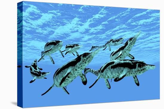 Cymbospondylus Ichthyosaurs Swim Together in a Pod Searching for Prey-Stocktrek Images-Stretched Canvas