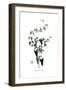 Cynanchum acutum, Flora Graeca-Ferdinand Bauer-Framed Giclee Print