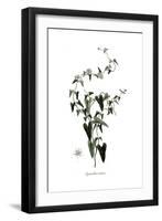 Cynanchum acutum, Flora Graeca-Ferdinand Bauer-Framed Giclee Print