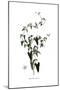 Cynanchum acutum, Flora Graeca-Ferdinand Bauer-Mounted Giclee Print