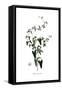 Cynanchum acutum, Flora Graeca-Ferdinand Bauer-Framed Stretched Canvas