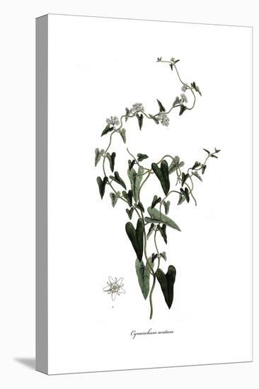 Cynanchum acutum, Flora Graeca-Ferdinand Bauer-Stretched Canvas