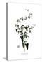 Cynanchum acutum, Flora Graeca-Ferdinand Bauer-Stretched Canvas
