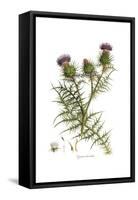 Cynara horrida, Flora Graeca-Ferdinand Bauer-Framed Stretched Canvas